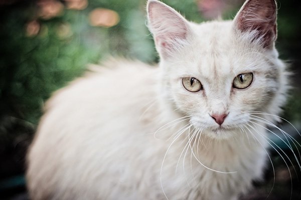 Pet Dentistry in Deltona, FL