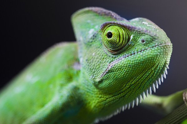 Exotic Animal Hospital in Deltona, FL