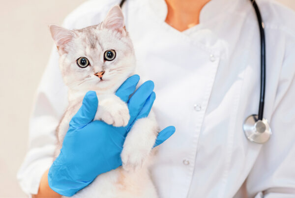Feline Leukemia: The Silent Threat Lurking For Cats - Why Vaccination Is Key