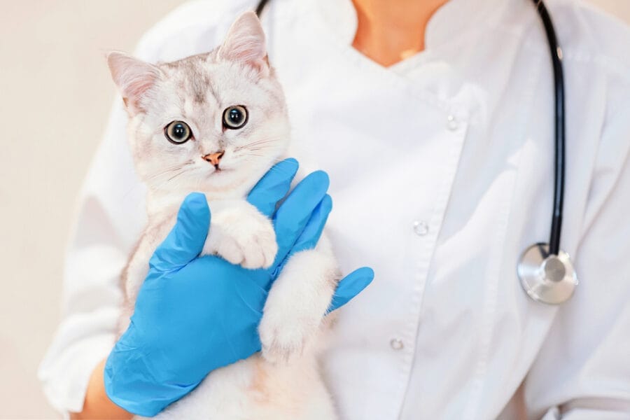 View of Feline Leukemia: The Silent Threat Lurking For Cats - Why Vaccination ...