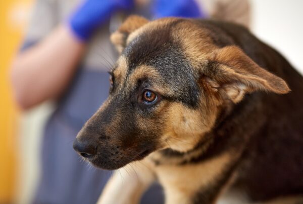 german shepherd gets dog vaccination