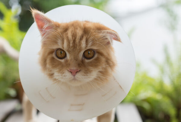Emergency Vet Services: A Comprehensive Guide To Urgent Pet Care