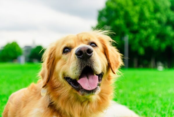 Early Spay & Neuter for Puppies and Kittens: Benefits and Considerations