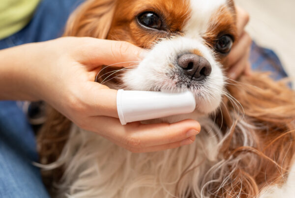 Treating Canine Gingivitis: Best Dental Care Practices for Pet Owners
