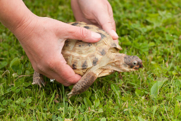 What do turtles eat? A Complete Guide to Turtle Nutrition