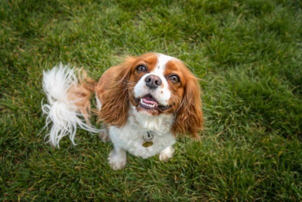 What is a comprehensive dog wellness exam? 5 Common Conditions Detected