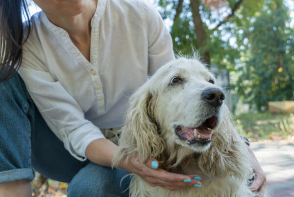 When is a dog considered a senior?